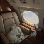 Flying Between the UK and UAE with Your Dog: Why PetX Jets Is Changing the Game for Pet Owners