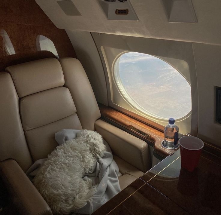 Flying Between the UK and UAE with Your Dog: Why PetX Jets Is Changing the Game for Pet Owners